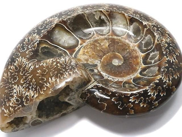 [Video][One of a kind] Ammonite Plate 1pc NO.18