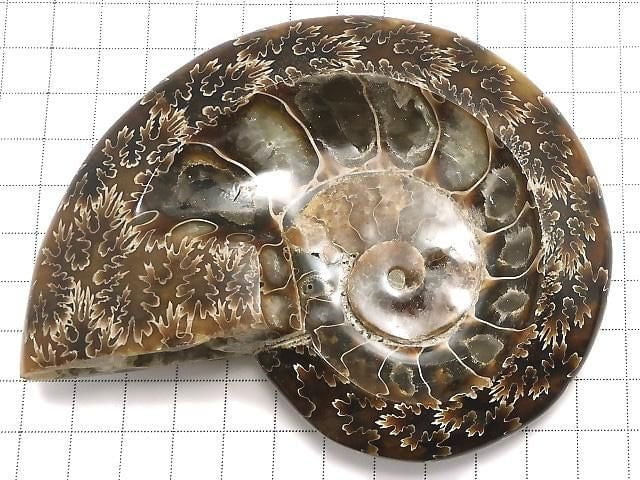 [Video][One of a kind] Ammonite Plate 1pc NO.18