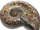 [Video][One of a kind] Ammonite Plate 1pc NO.19