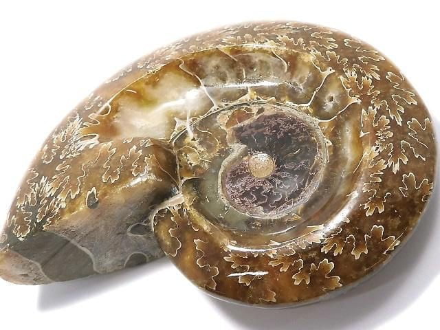 [Video][One of a kind] Ammonite Plate 1pc NO.20
