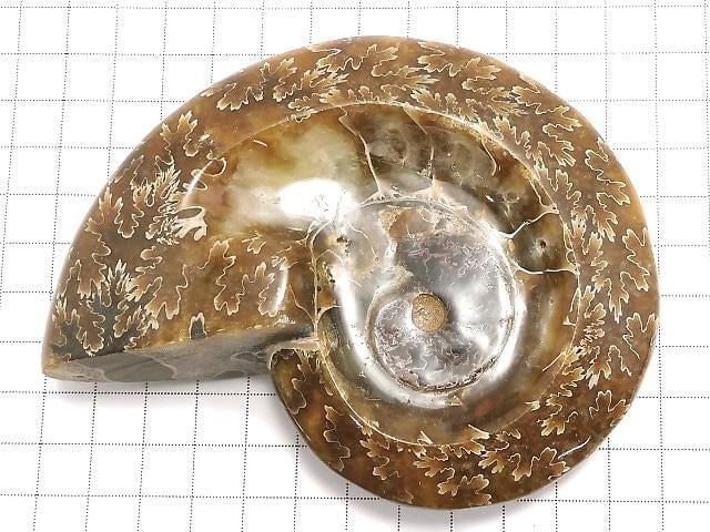 [Video][One of a kind] Ammonite Plate 1pc NO.20