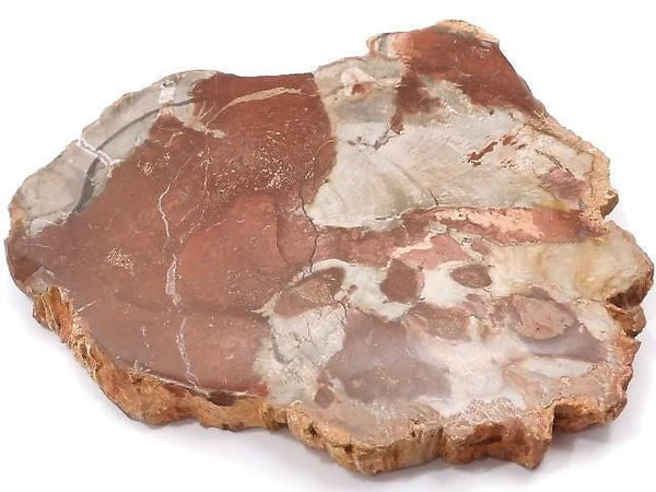 [Video][One of a kind] Petrified Wood Rough Slice No. 39