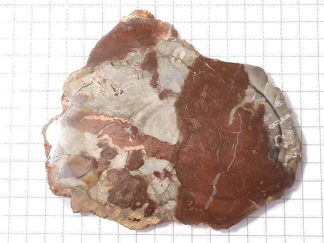 [Video][One of a kind] Petrified Wood Rough Slice No. 39