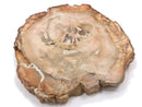 [Video][One of a kind] Petrified Wood Rough Slice No. 40