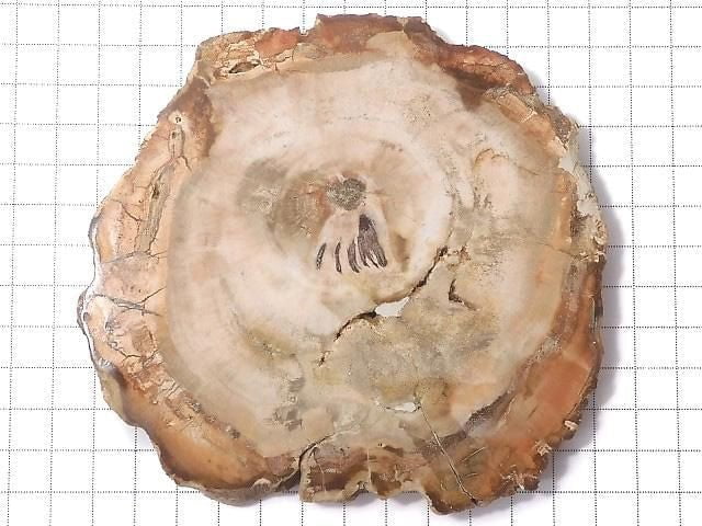[Video][One of a kind] Petrified Wood Rough Slice No. 40