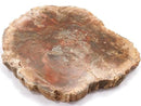 [Video][One of a kind] Petrified Wood Rough Slice NO.41