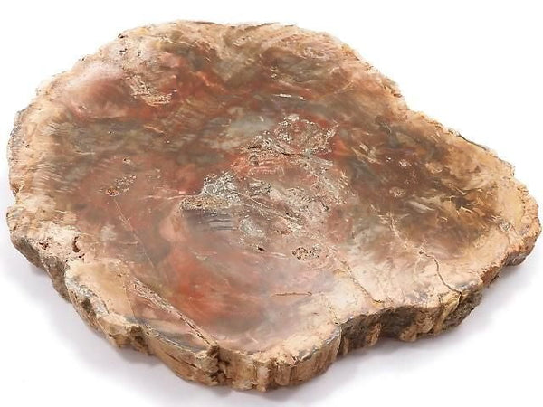 [Video][One of a kind] Petrified Wood Rough Slice NO.41