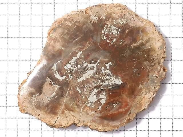 [Video][One of a kind] Petrified Wood Rough Slice NO.41