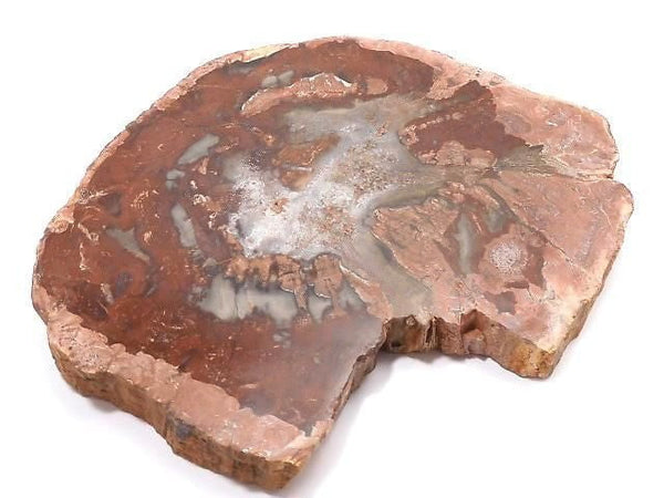 [Video][One of a kind] Petrified Wood Rough Slice No. 42