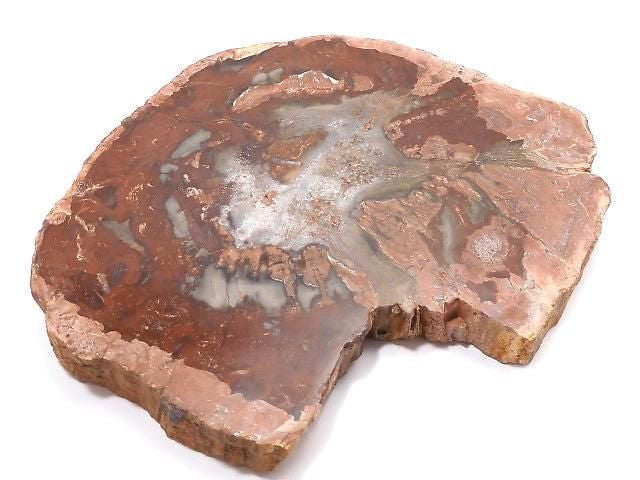 [Video][One of a kind] Petrified Wood Rough Slice No. 42