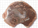 [Video][One of a kind] Petrified Wood Rough Slice No. 42