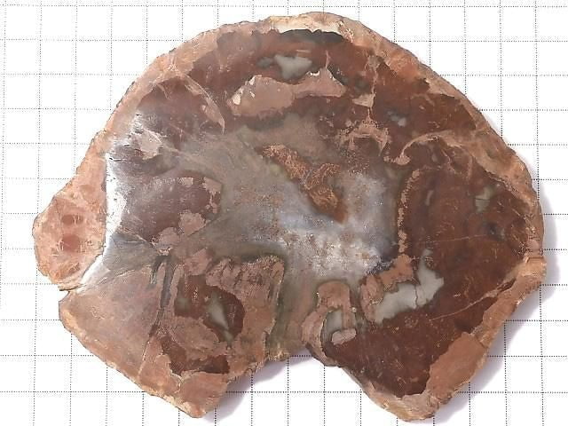 [Video][One of a kind] Petrified Wood Rough Slice No. 42