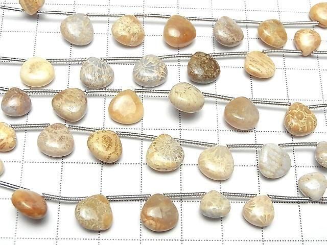[Video] Fossil Coral Chestnut (Smooth) 1 strand beads (11pcs)