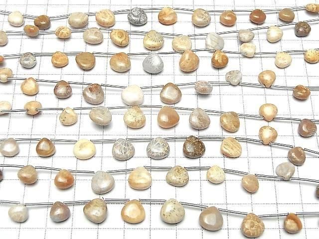 [Video] Fossil Coral Chestnut (Smooth) 1 strand beads (11pcs)