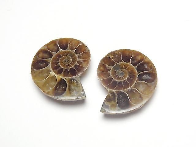 [Video] Madagascar Ammonite 3pairs