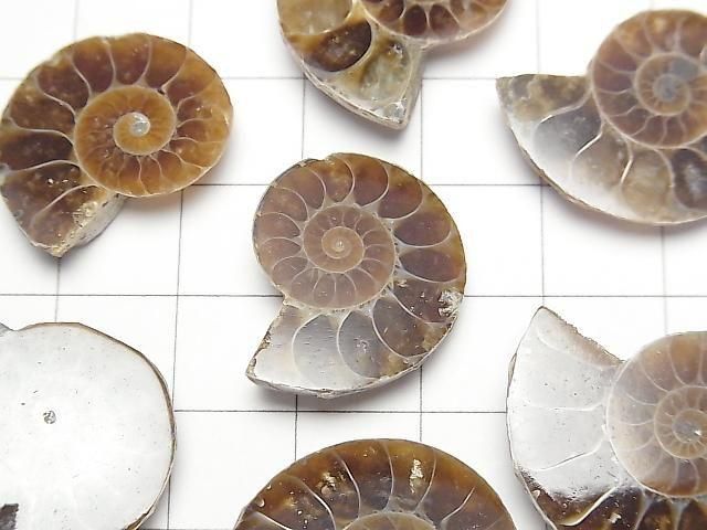 [Video] Madagascar Ammonite 3pairs