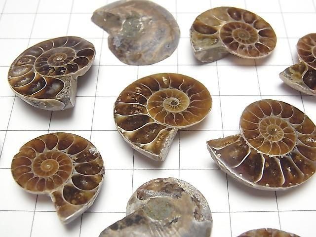 [Video] Madagascar Ammonite 3pairs