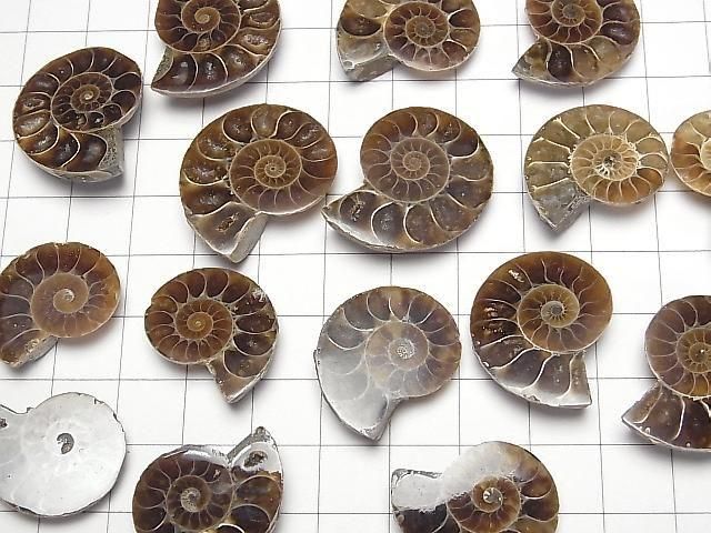 [Video] Madagascar Ammonite 3pairs
