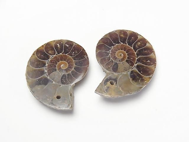 [Video] Madagascar Ammonite 3pairs