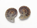 [Video] Madagascar Ammonite 3pairs