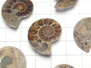 [Video] Madagascar Ammonite 3pairs