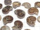 [Video] Madagascar Ammonite 3pairs