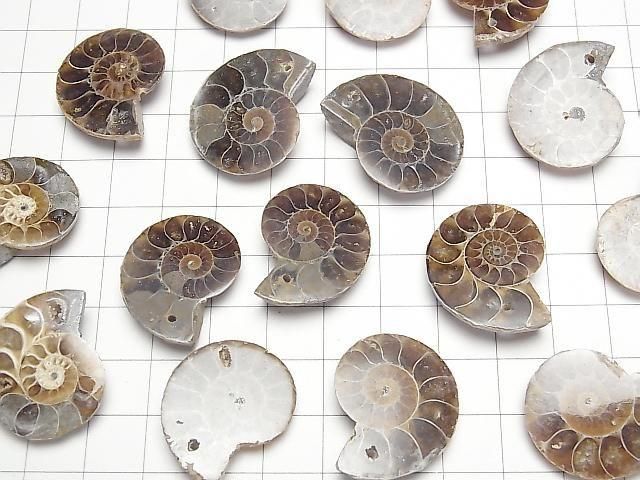 [Video] Madagascar Ammonite 3pairs