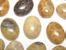 [Video] Fossil Coral Oval Cabochon 16x12mm 2pcs