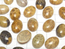 [Video] Fossil Coral Oval Cabochon 16x12mm 2pcs