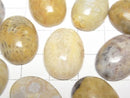 [Video] Fossil Coral Oval Cabochon 20x15mm 2pcs