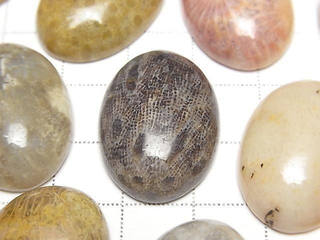 [Video] Fossil Coral Oval Cabochon 25x18mm 1pc