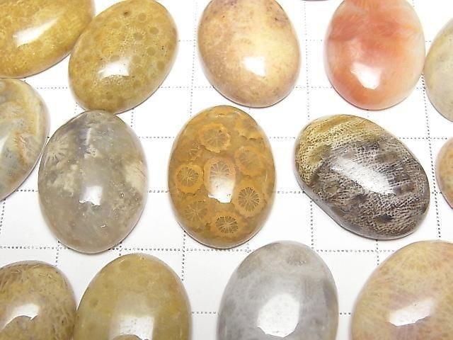 [Video] Fossil Coral Oval Cabochon 25x18mm 1pc