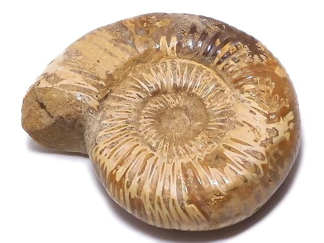 [Video][One of a kind] Ammonite 1pc NO.118