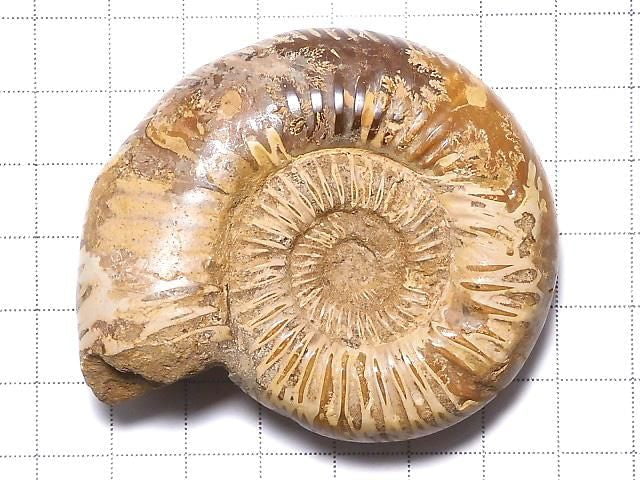 [Video][One of a kind] Ammonite 1pc NO.118