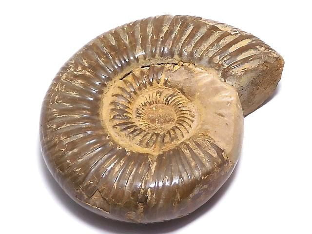 [Video][One of a kind] Ammonite 1pc NO.119