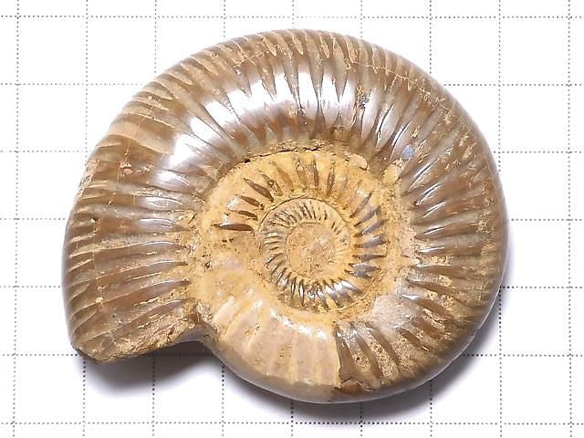 [Video][One of a kind] Ammonite 1pc NO.119