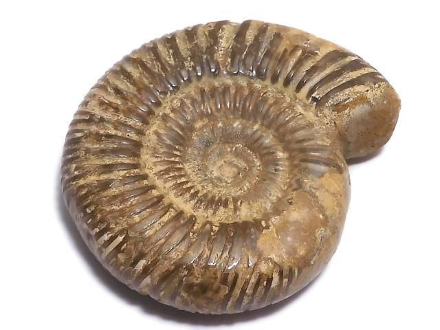 [Video][One of a kind] Ammonite 1pc NO.122