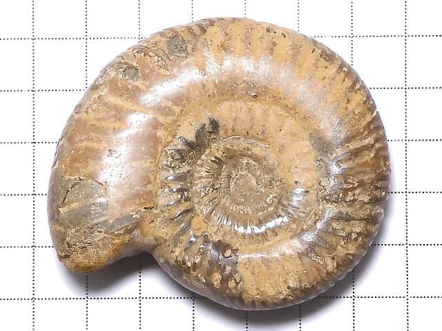 [Video][One of a kind] Ammonite 1pc NO.122