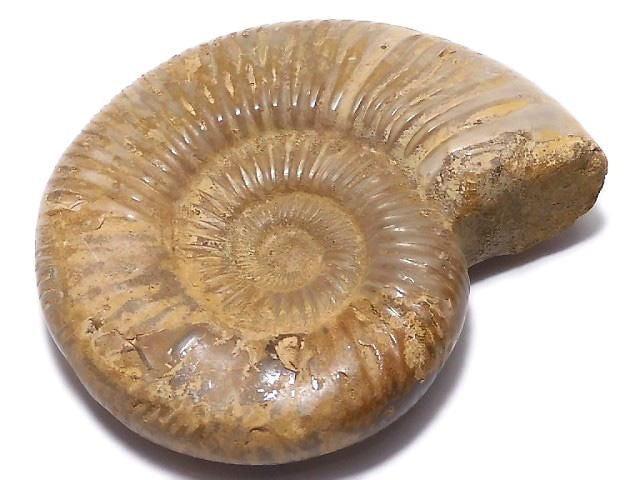 [Video][One of a kind] Ammonite 1pc NO.129