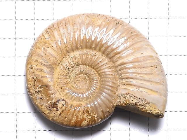 [Video][One of a kind] Ammonite 1pc NO.129