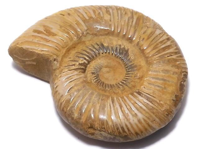 [Video][One of a kind] Ammonite 1pc NO.130