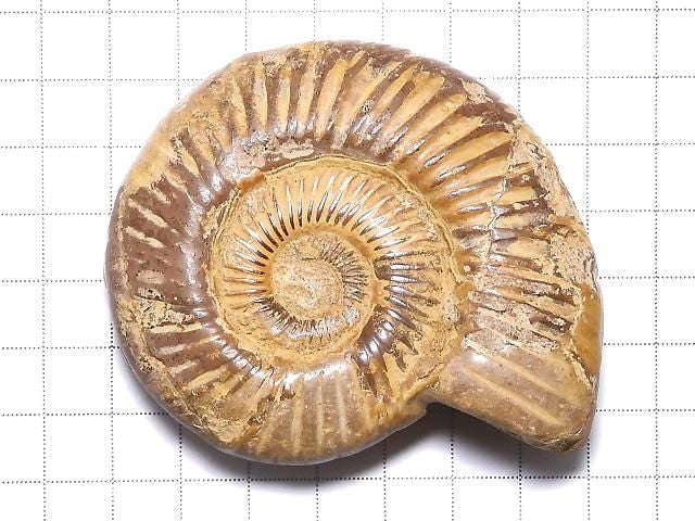 [Video][One of a kind] Ammonite 1pc NO.130
