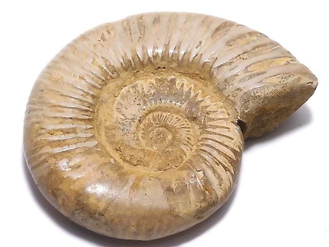 [Video][One of a kind] Ammonite 1pc NO.131