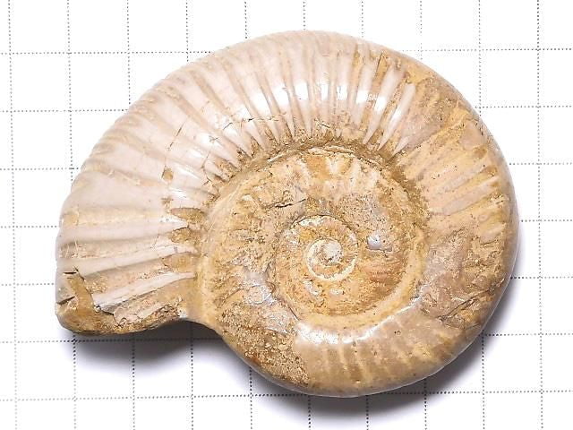 [Video][One of a kind] Ammonite 1pc NO.131