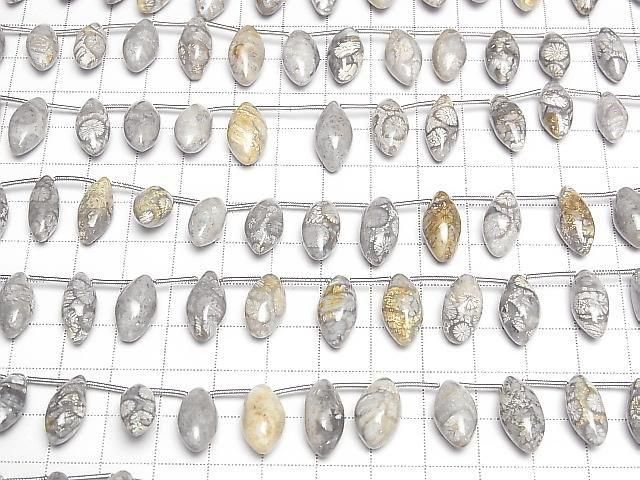 [Video]Fossil Coral Marquise Rice (Smooth) 1strand beads (aprx.7inch/17cm)