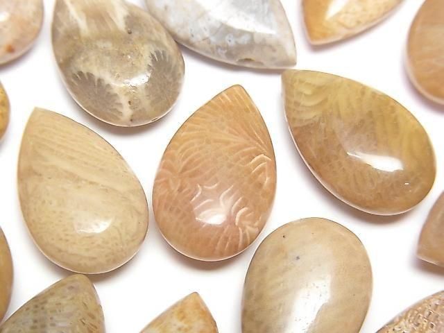 [Video] Fossil Coral Pear Shape (Smooth) 20x12mm 2pcs