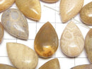 [Video] Fossil Coral Pear Shape (Smooth) 20x12mm 2pcs