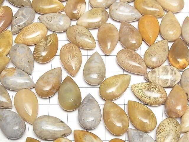 [Video] Fossil Coral Pear Shape (Smooth) 20x12mm 2pcs