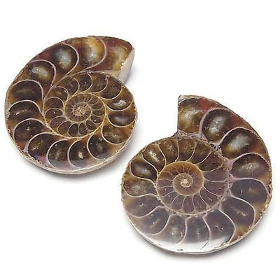 Madagascar Ammonite 1 pair