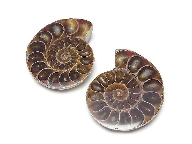 [Video] Madagascar Ammonite 1 pair